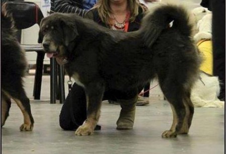 YANGCHEN Henriet´s garden,(DALOU x RAMILA)